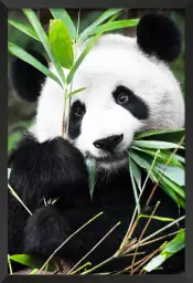 Regard de Panda - poster animaux