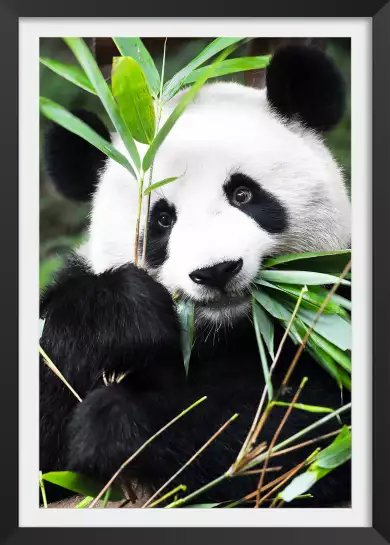Regard de Panda - poster animaux