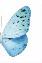 Collection azul butterfly - affiche animaux