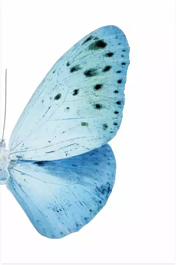 Collection azul butterfly - affiche animaux