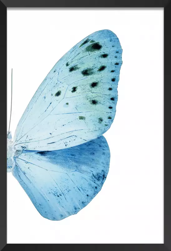 Collection azul butterfly - affiche animaux