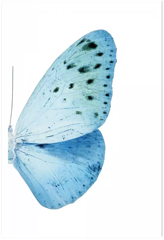 Collection azul butterfly - affiche animaux