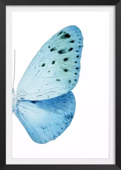 Collection azul butterfly - affiche animaux