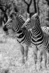 Zebre en duo - tableau animaux noir et blanc