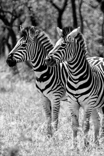 Zebre en duo - tableau animaux noir et blanc