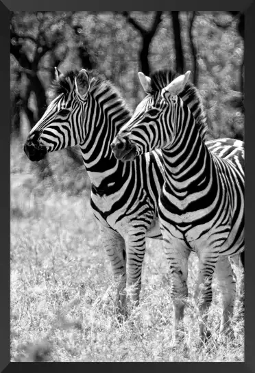 Zebre en duo - tableau animaux noir et blanc