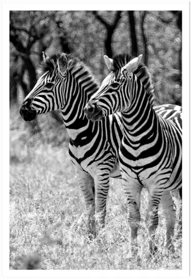 Zebre en duo - tableau animaux noir et blanc