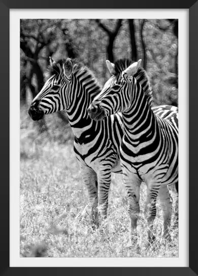 Zebre en duo - tableau animaux noir et blanc