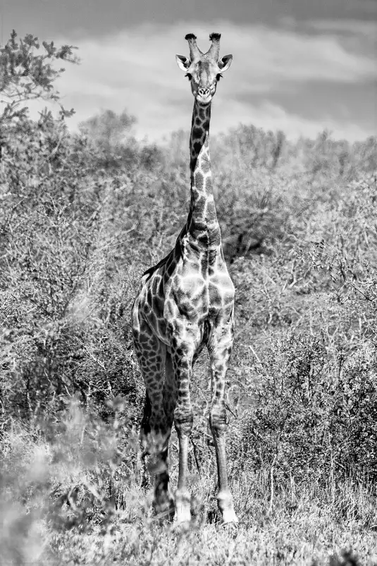 Girafe en instantanée - tableau animaux noir et blanc