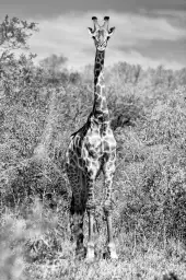 Girafe en instantanée - tableau animaux noir et blanc