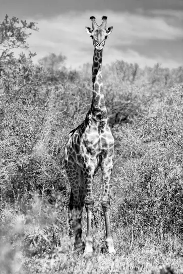 Girafe en instantanée - tableau animaux noir et blanc