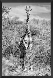 Girafe en instantanée - tableau animaux noir et blanc