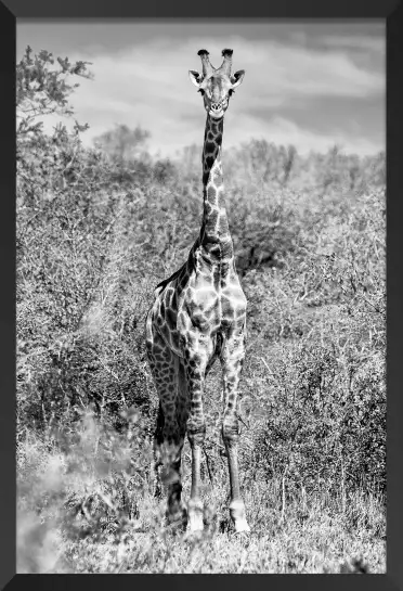 Girafe en instantanée - tableau animaux noir et blanc