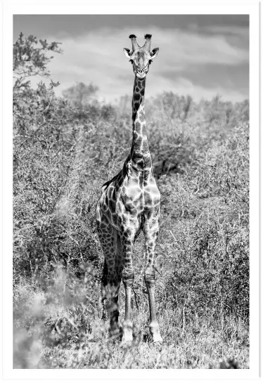 Girafe en instantanée - tableau animaux noir et blanc