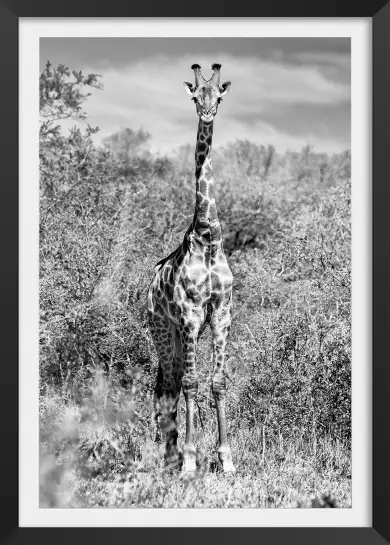 Girafe en instantanée - tableau animaux noir et blanc