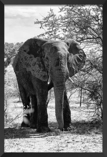 Sa majesté avance - tableau elephant