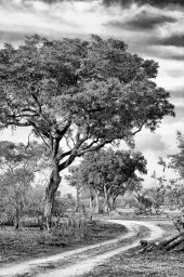 Au détour de la savane - tableau animaux noir et blanc