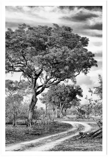 Au détour de la savane - tableau animaux noir et blanc