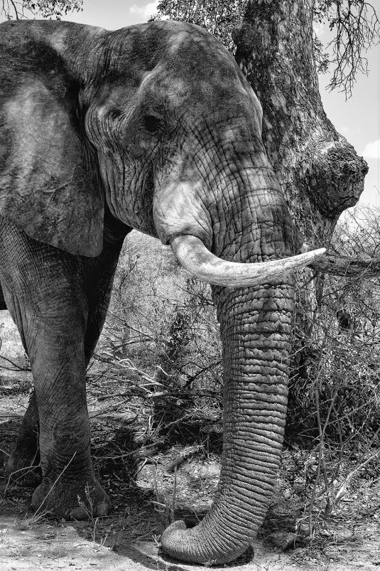 A l 'ombre de mon arbre... - tableau animaux noir et blanc