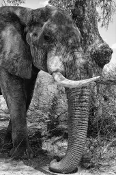 A l 'ombre de mon arbre... - tableau animaux noir et blanc