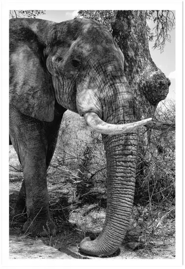 A l 'ombre de mon arbre... - tableau animaux noir et blanc