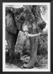 A l 'ombre de mon arbre... - tableau animaux noir et blanc