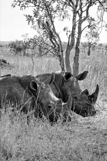 Repos du Rhinoceros - tableau animaux noir et blanc