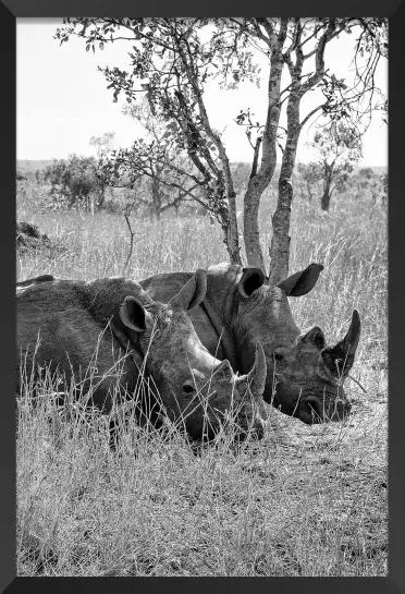 Repos du Rhinoceros - tableau animaux noir et blanc