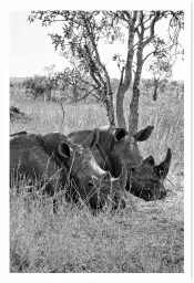 Repos du Rhinoceros - tableau animaux noir et blanc