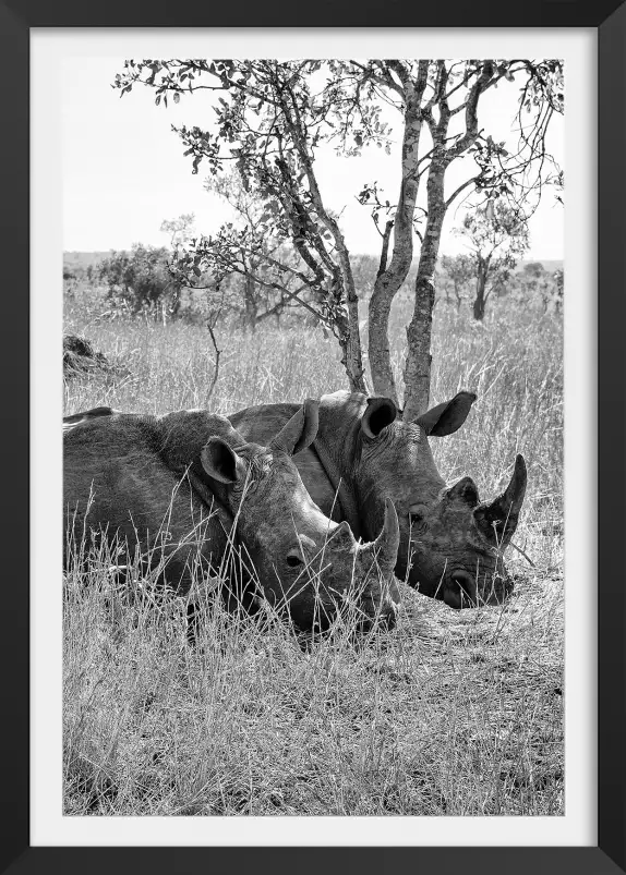 Repos du Rhinoceros - tableau animaux noir et blanc