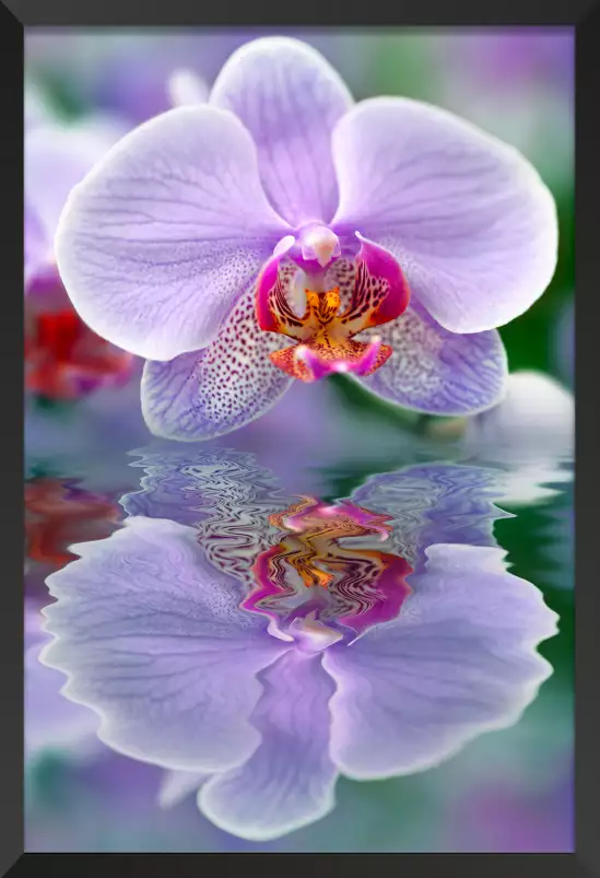 Reflet d'orchidée - tableau de fleur