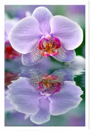 Reflet d'orchidée - tableau de fleur