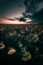 Wake up sunflowers! - paysage fleurie