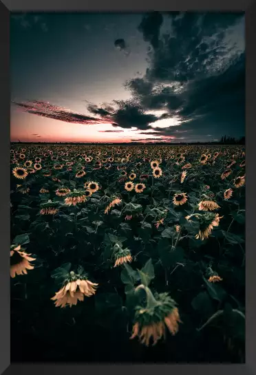 Wake up sunflowers! - paysage fleurie