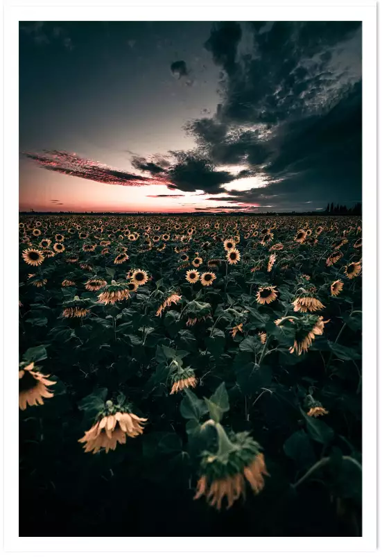 Wake up sunflowers! - paysage fleurie