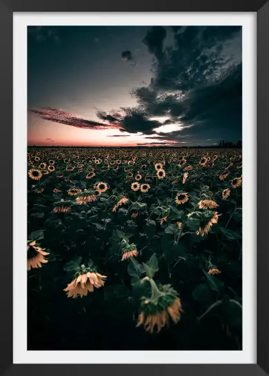 Wake up sunflowers! - paysage fleurie
