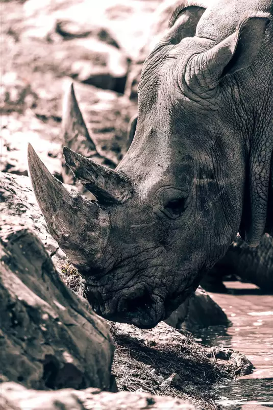 Rhinoceros sudan - photo noir et blanc animaux