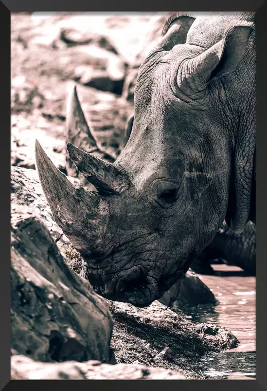 Rhinoceros sudan - photo noir et blanc animaux