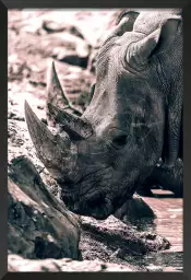 Rhinoceros sudan - photo noir et blanc animaux