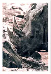 Rhinoceros sudan - photo noir et blanc animaux