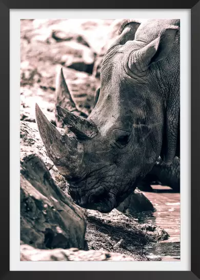 Rhinoceros sudan - photo noir et blanc animaux