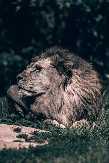 Lion Mon Roi - affiche animaux