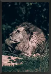 Lion Mon Roi - affiche animaux