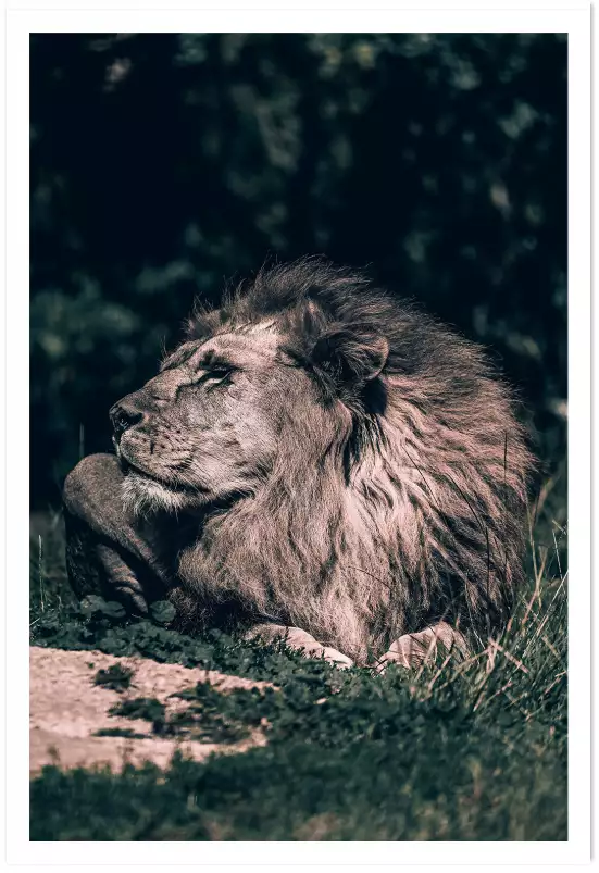 Lion Mon Roi - affiche animaux