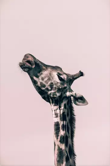 Girafe Ma Reine - affiche animaux