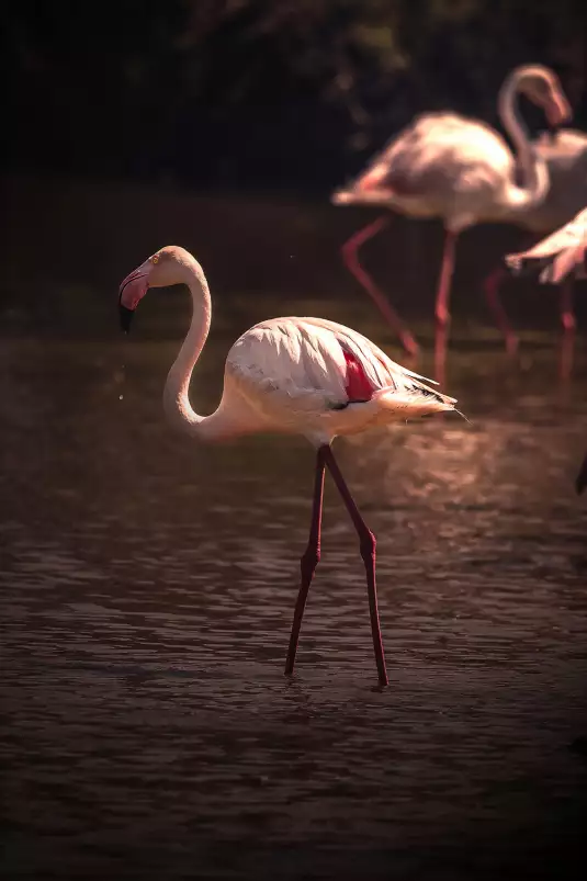 Flamingo in Miami - photo oiseaux
