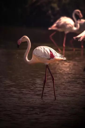 Flamingo in Miami - photo oiseaux