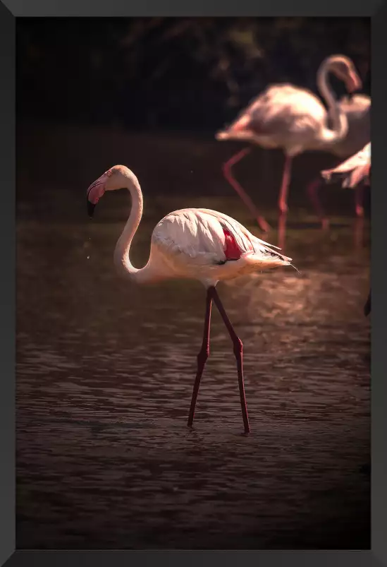 Flamingo in Miami - photo oiseaux