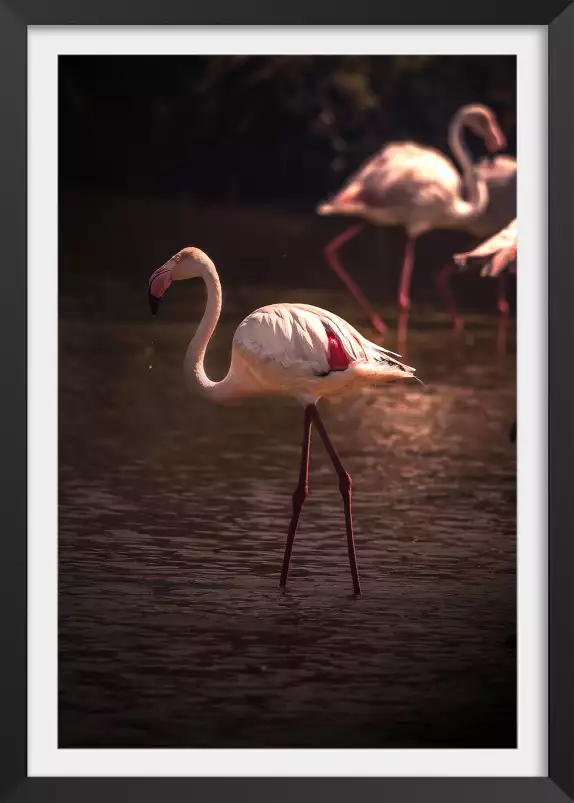 Flamingo in Miami - photo oiseaux