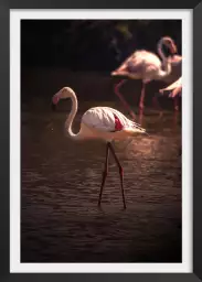 Flamingo in Miami - photo oiseaux